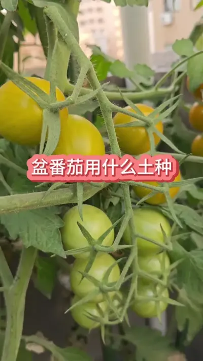 ������ʲô���������ѵ�ݪֲҪ�������ѵ���������#����ݪֲ #����С���� #С������ #С���� #������ݪֲ