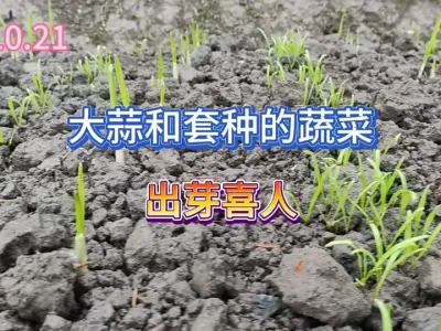 ���ִ��Ⲥ������㶹��ѿ��������Ҫ��ѿ����ʱ�����²���׼ȷ�� #��ũ #ݪֲС���� #�ֲ� #ũҵݪֲ #ԭ����Ƶ 