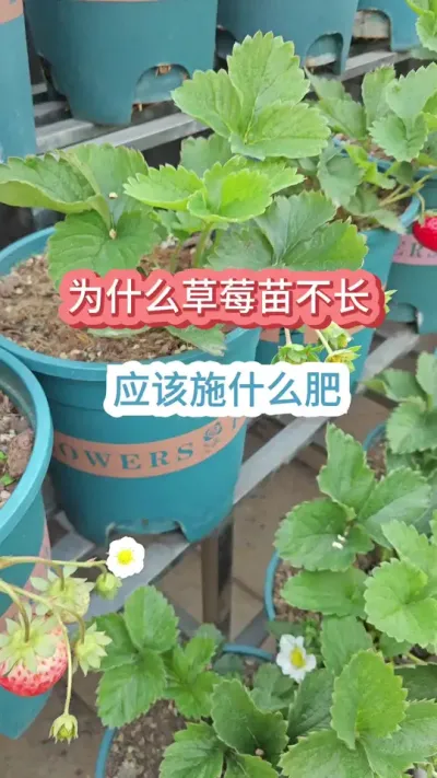 ��ݮ��������ô������ݮ������ʲôԵ��ԭ��#��ݮ�� #���Բ�ݮ #��ݮݪֲ���� #��ݮ����Ҫ�� #��ݮ