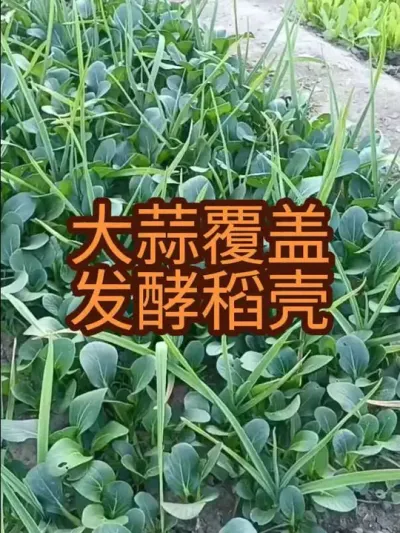 ����Խ����ů�����͵���Ч����