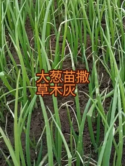 Խ�����������ľ�һ򵾿�����ࣨ2024����Ʒ��