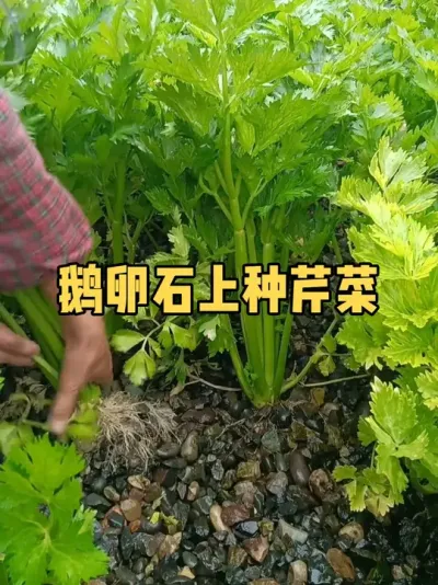 ������ʯͷ�����ֳ������۲���������������ϲ�� #�ֲ� #ݪֲС���� #�۲� #�л��߲�