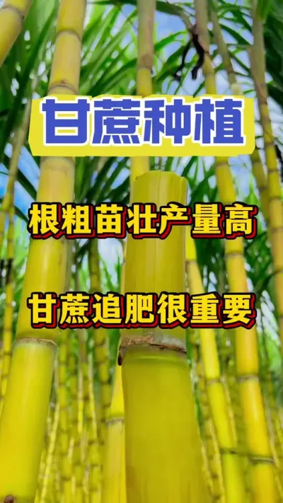 �������ڲ��ظ��Ϸʡ��ν��ڲ���920�����Ƿ����Ѳ�������������������Ҫ�ù�ʧ��Ҫ����˸���һ��ĺ��ջ� #����ݪֲ #����