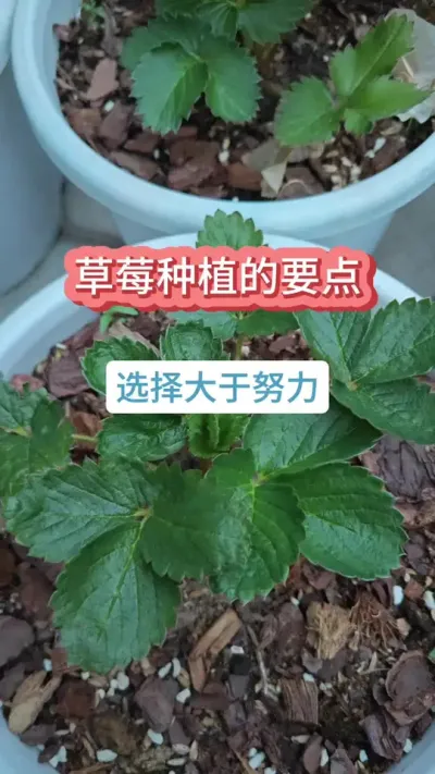 �����Ż��Ѳ�ݮ�ֺ���ʲôʱ���ֲ�ݮ����������Ҫ��ô�ֲ�ݮ#��ݮ�� #�ֲ�ݮ #���Բ�ݮ #��ݮݪֲ���� #��ݮݪֲ