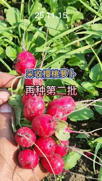 Ϊʲô���ֵ�ӣ���ܲ��ڸ���������11�·ݻ��ܲ����ٲ������� #��ũ #�ջ�ļ��� #ݪֲС���� #�ֲ� #��ѹ 