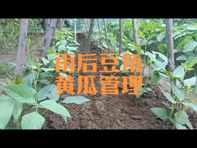 �����º��ﶹ����ƹ���������