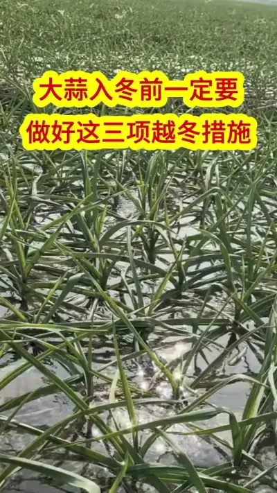 �����붬ǰһ��Ҫ����������Խ������#����ݪֲ #ݪֲС���� #��ũ #��ũݪֲ #����ũҵС֪ʶ