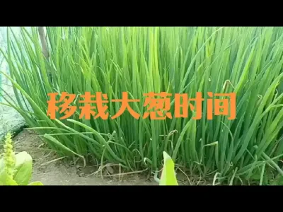 秋播冬储大葱什么时候移栽最合适#大葱
