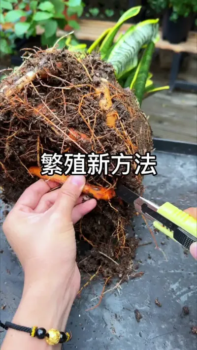 ��������Ҫ�� #������ֲ #ݪֲС���� #����