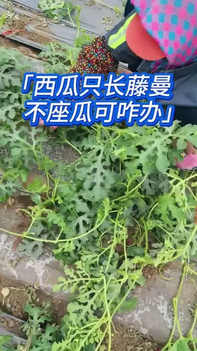 西瓜这种情况，关键一步别错 #西瓜种植 #西瓜种植技术 #西瓜管理 #西瓜高产 #种西瓜