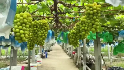 浙江风景优美，文化底蕴深厚，作为新兴的葡萄产区，葡萄种的也嘎嘎好！