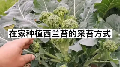 ����̦������������������ ����̦�Լ��ڼ���ô�������Ӹ���������������ϲ������٭��������ݪֲ������#��ũ #����̦ #������Ҫ��������Ʒ����һ������ #��ũ������ #��ũ��