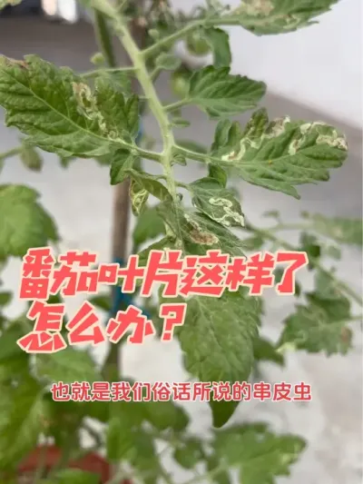 ���ѵ�ҶƬӰ�� ������������������ʵʱ����ʵʱ����������Ҫ�������������������־��Ǽ��ӵĳ溦#ԭ����Ƶ #�ҵ��������� #����ǧ���������� #��ũ������ #��̨ݪֲ