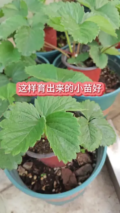 ��ô�������뾥С������ݮС�������Ҫ������ݮ��ݪֲ��������ݮ������Ҫ����������ô�ֲ�ݮ #��ݮݪֲ #���Բ�ݮ #��ݮ�� #��ݮ����Ҫ�� #��ݮݪֲ����