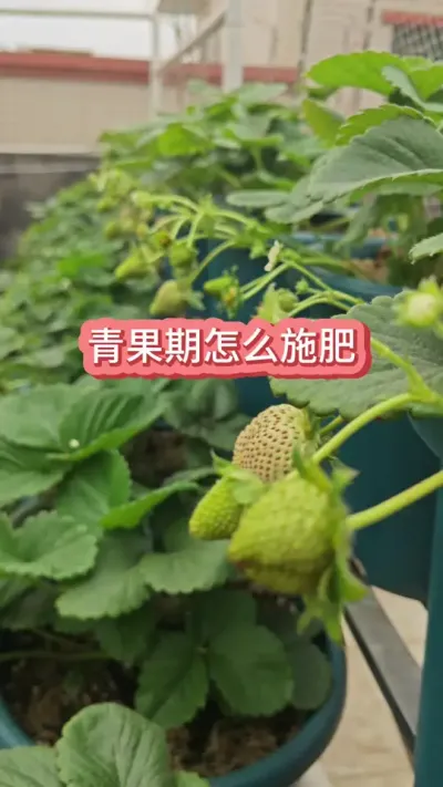 ��ݮ�������ôʩ������ݮ�����������ôʩ������ݮ������Ҫ�� #��ݮݪֲ #��ݮ�� #��ݮ #��ݮʩ�� #��ݮ����