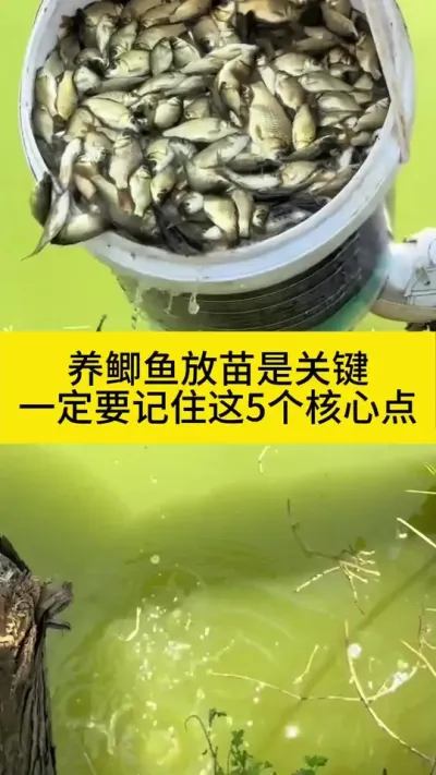 ��������罹��Ҫ����#����#������ֳ#����#����#ˮ����ֳ