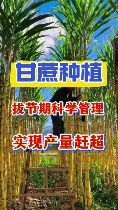 ����ν��ڿ�ѧ������ʵ�ֲ���Ʒ��ˬ����#����ݪֲ #������������ #����ν�