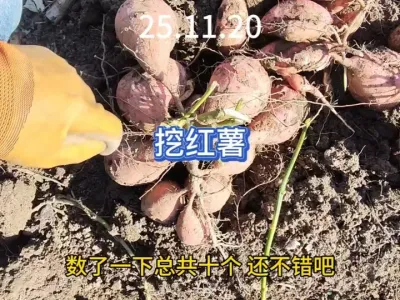 �������˰�������ջ�������������Ĳ�����Ƿ�� #��ũ #�ֲ� #�ں��� #�ҵ�ũ������ #ũ��Ʒ 