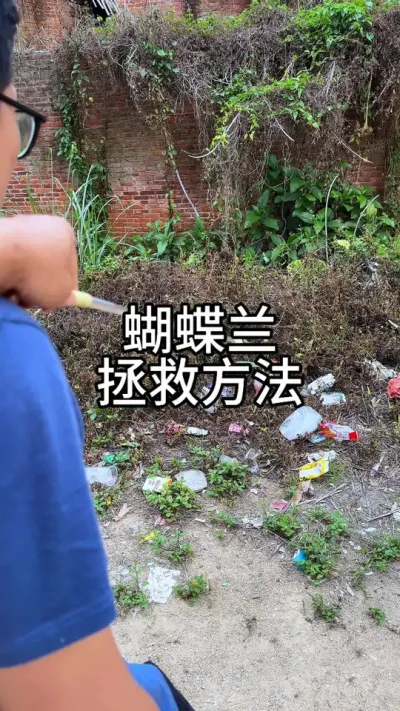 烂根的蝴蝶兰，如何处理#种植小技巧
