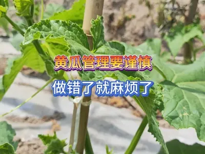 传言种黄瓜要打分岔和疏瓜钮适合自己吗，做错了后悔都来不及 #三农 #蔬菜种植 #黄瓜种植 #种植小技巧 #种菜 