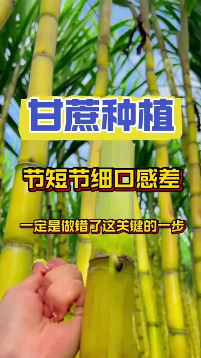 甘蔗长，但是细，口感不足糖分不足，一定是分蘖期做错了这关键性的一步#甘蔗 #甘蔗施肥方法 #甘蔗种植