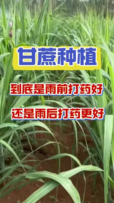 ���᾿������ǰ��ҩ�����վ�����ҩ������������90%���˶�������#����ݪֲ #����ʩ��Ҫ�� #����