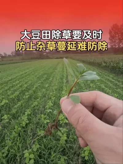 �����Ӳ�ʵʱ�������������Խ��Խ�ƽٷ�����#��ݪֲ #��ݪֲ���� #�󶹸߲� #����ũҵ֪ʶ��ũ���������� #��