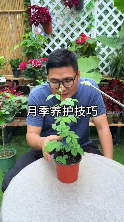 月季长花苞了别高兴#养护小知识