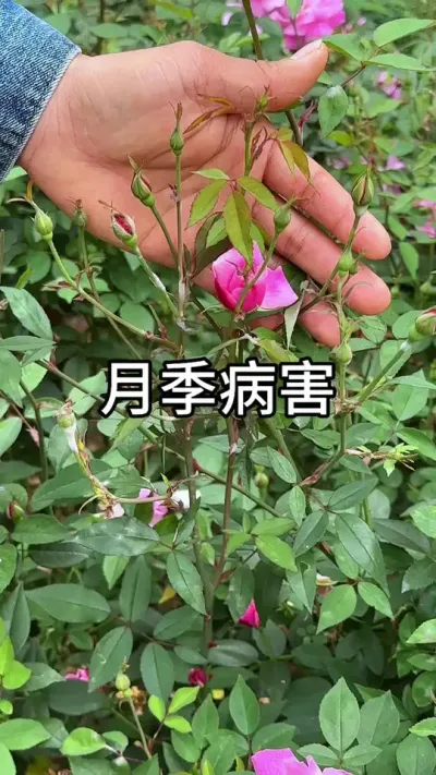 月季的病害防护 #种花 #月季