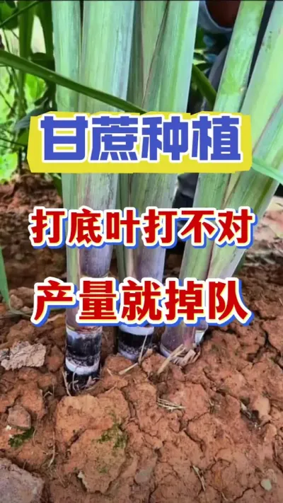 ������Ҷ����������������#����ݪֲ#����ν� #�������