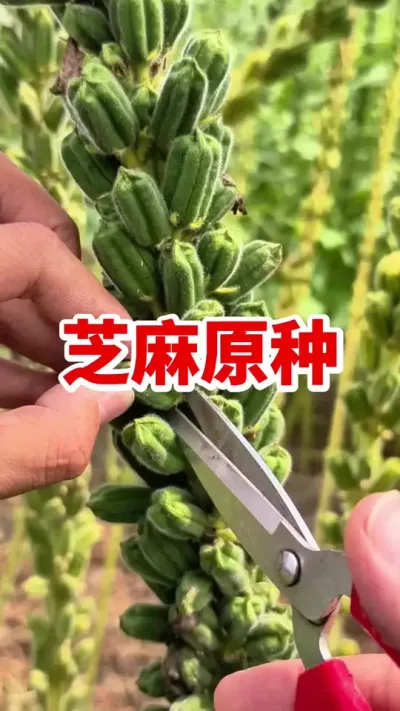 ֥��ԭ��#֥��ݪֲ #֥��ݪֲ���� #֥��߲� #֥������