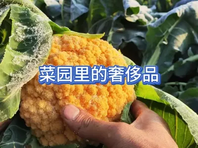 ��С����Ĳ�԰������ʵ�ڱ��˵�������Ĳ�԰���ﶼ�Ǹߵ��ݳ�Ʒ #��ũ #�ҵ��������� #ũ������ #�߲�ݪֲ#�ݳ�Ʒ 