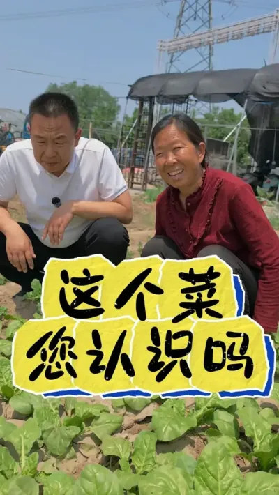 这个菜有认识的吗？认识的朋友打在评论区  #自己种的纯天然的绿色蔬菜 @生菜杨姐(21号晚八点半黑帆活动)