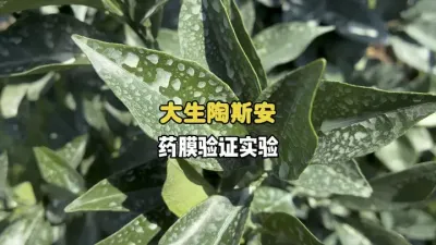 大生陶斯安在叶片上的成膜表现怎么样？ #代森锰锌 #三农 #农业 #柑橘种植 #果树管理 
