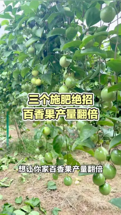 ����ʩ�ʾ��� �������������#�����ݪֲ #�����ݪֲ���� #�ƽ�����ݪֲ���� #����� #��ΰ��