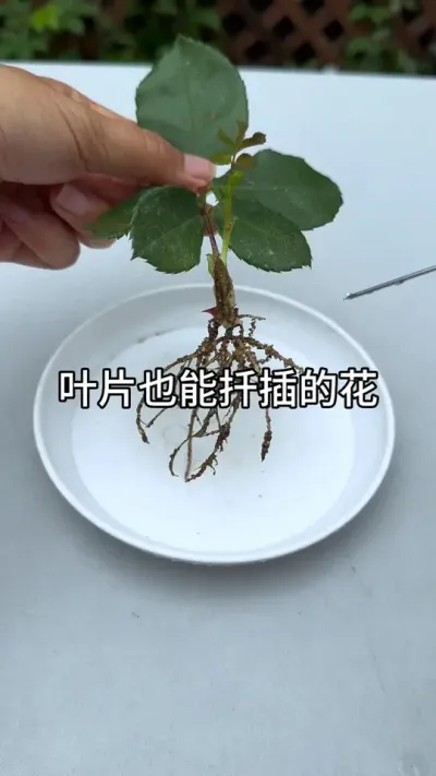 一片叶子就能扦插的花#花卉绿植 #养花 #种植小技巧