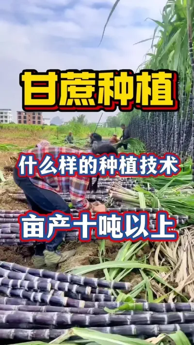 ��ʵʲô����ݪֲ���տ���ʵ�ֿſ����׸ߡ��ڽ�25���֡�Ķ��10������#����ݪֲ#�������#����