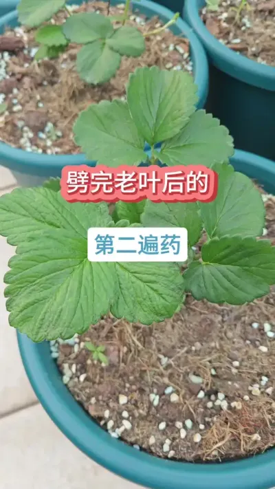 ��ݮ������Ҷ֮���ʲôҩ����ݮ��������������ݮ������Ҫ����������ô�ֲ�ݮ#�ֲ�ݮ #��ݮ�� #���Բ�ݮ #��ݮݪֲ #��ݮ���溦����