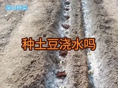 ݪֲ����ʱ��Ҫ��ˮ��������ˮ��