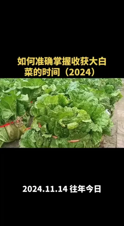 ����׼ȷ�����ջ���ȷ�˵�ʱ�䣨2024��