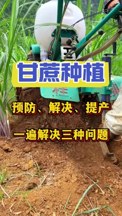 һ�������������������������ⱬ������ǡ�����νڵ�Ҫ��ʱ������Ҫ����������öԲ�Ʒ��Ҫ��#����ݪֲ #�������� #���Ს��