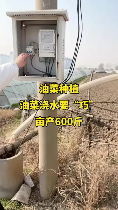 #�Ͳ�ݪֲ#�Ͳ�ݪֲ���� #�Ͳ˸߲� #�Ͳ�����