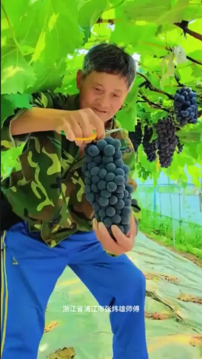 浙江省浦江市张炜雄师傅的劳动小妙招和他种植的精美葡萄！