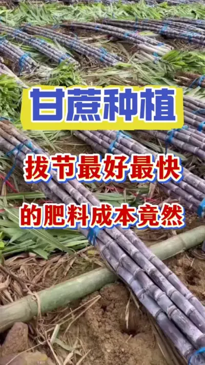 �طʲ��νڡ����ʲ��ν�����Ҫ������ٰν�һ��Ҫѡ�Է����ö�ʱ��#����ݪֲ #����ν�#������������