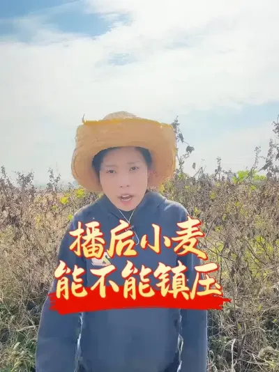 ����С���ܲ�����ѹ��Ҫ������#����ũҵ֪ʶ��ũ���������� #�����������Ļ���