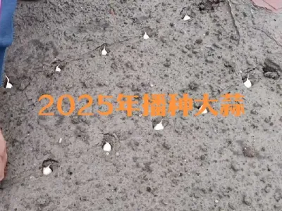 2025��ݪֲ���⼰���ּ�ë�˵��߲�