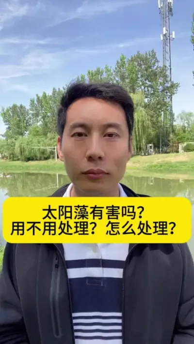 太阳藻有害吗？用不用处理？怎么处理？#水产养殖技术 #对虾养殖 #冬棚养虾 #小棚养虾 #创作灵感