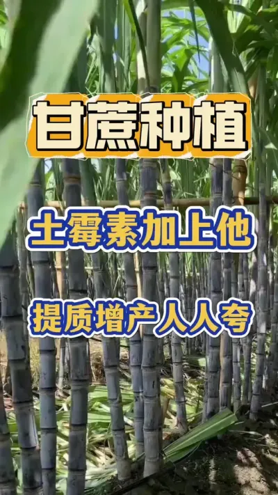 ˭����ּҼһ������е���ù�����ڸ���ݪֲ�þ�Ȼ����ô�������#����ݪֲ#�������#����