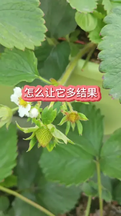 ʲô��ݮ�ó���ʲôƷ�ֵĲ�ݮƯ��#��ݮ�� #���Բ�ݮ #��ݮݪֲ #��ݮ�� #��ͥݪֲ