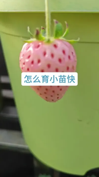 ��ݮС����ô������ݮ���뾥С����ô����������ݮ��������������ݮ��ݪֲҪ��#��ũݪֲ #��ݮ�� #�ֲ�ݮ #���뾥 #��ݮݪֲ